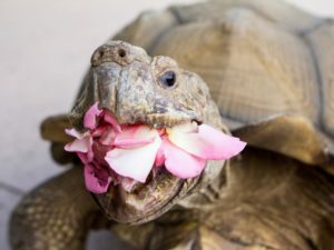 tortoise hill exhibit