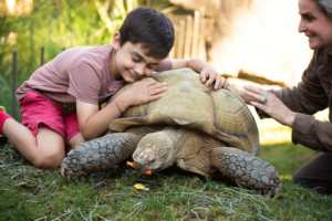 A young boy hugs a tortoise's brown shell who is eating an orange carrot.