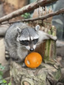 A gray raccoon with black fur around his eyes stands over an orange pumpkin in his enclosure.
