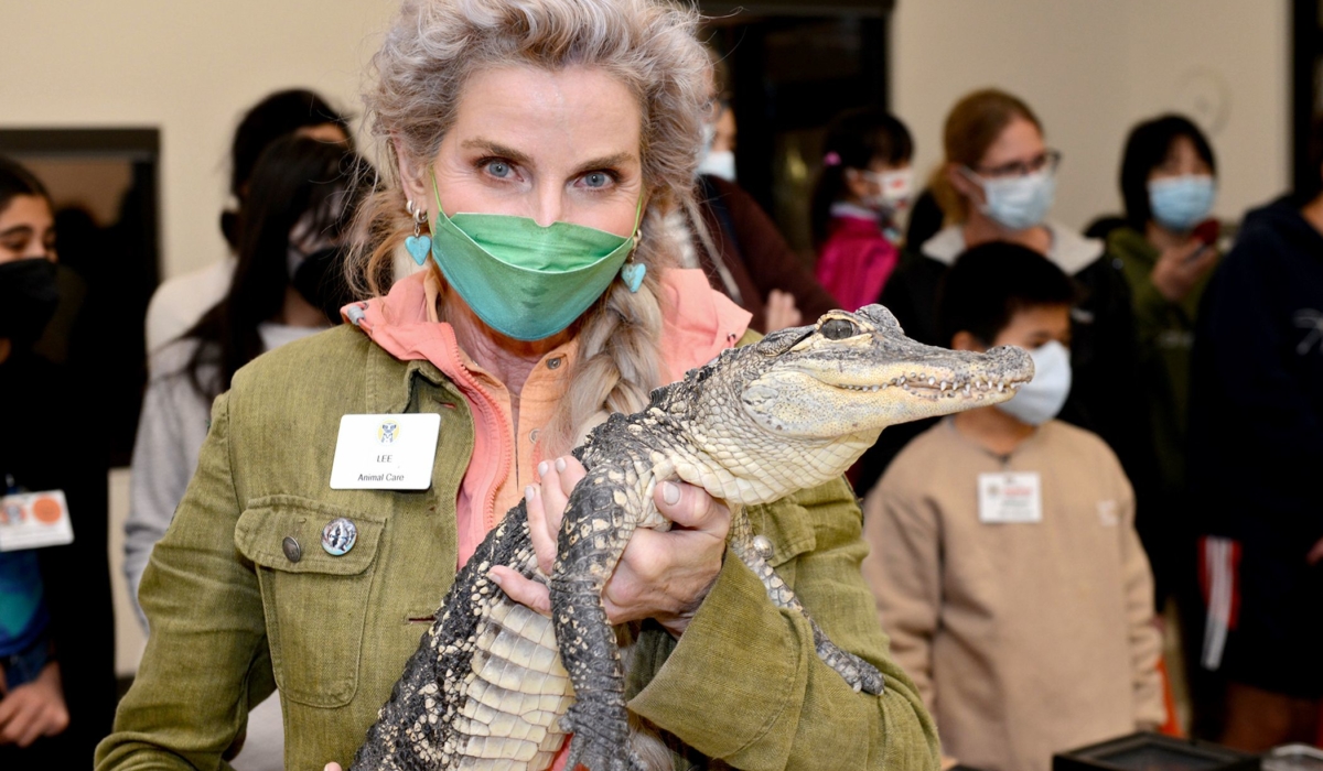 A zookeeper with her hair in a long braid holds a small brown crocodile in her hands.