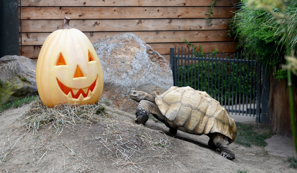 A brown tortoise with a large shell walks towards an orange plastic jack-o-latern in his enclosure.