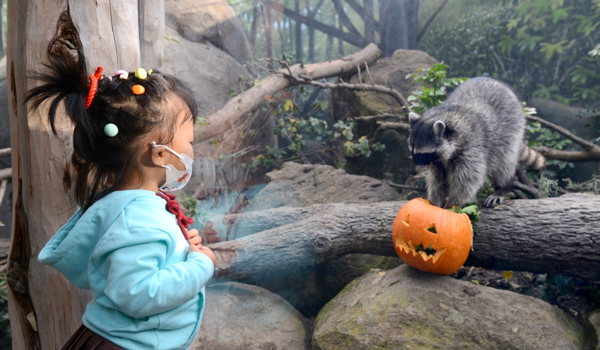 A young visitor with colorful clips in her black hair watchs a gray raccoon eat food out of an orange jack-o-latern pumpkin.