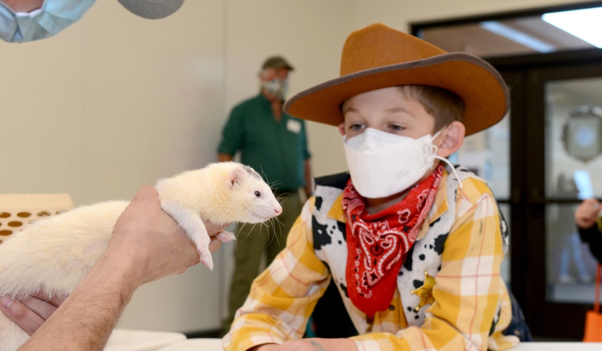 A young visitor in a cowboy costume looks at a white ferret being held by a zookeeper.