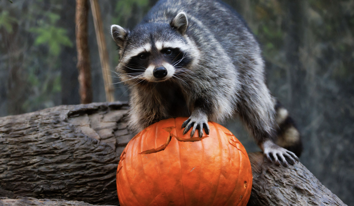 Raccoon and Pumpkin
